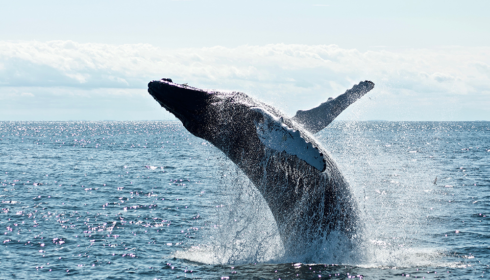 ホエールウォッチング