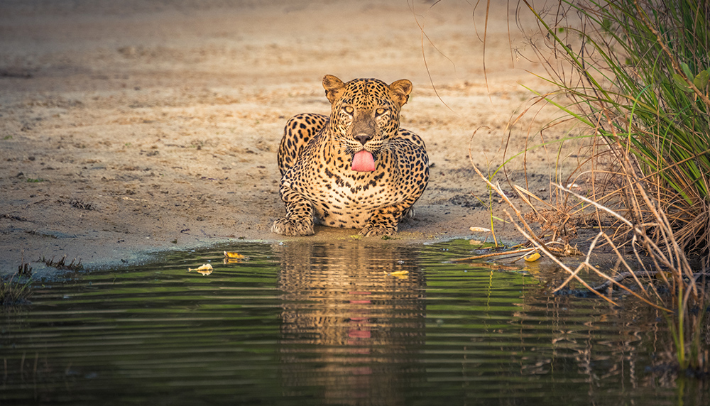 スリランカ旅行 ウィルパットゥ国立公園